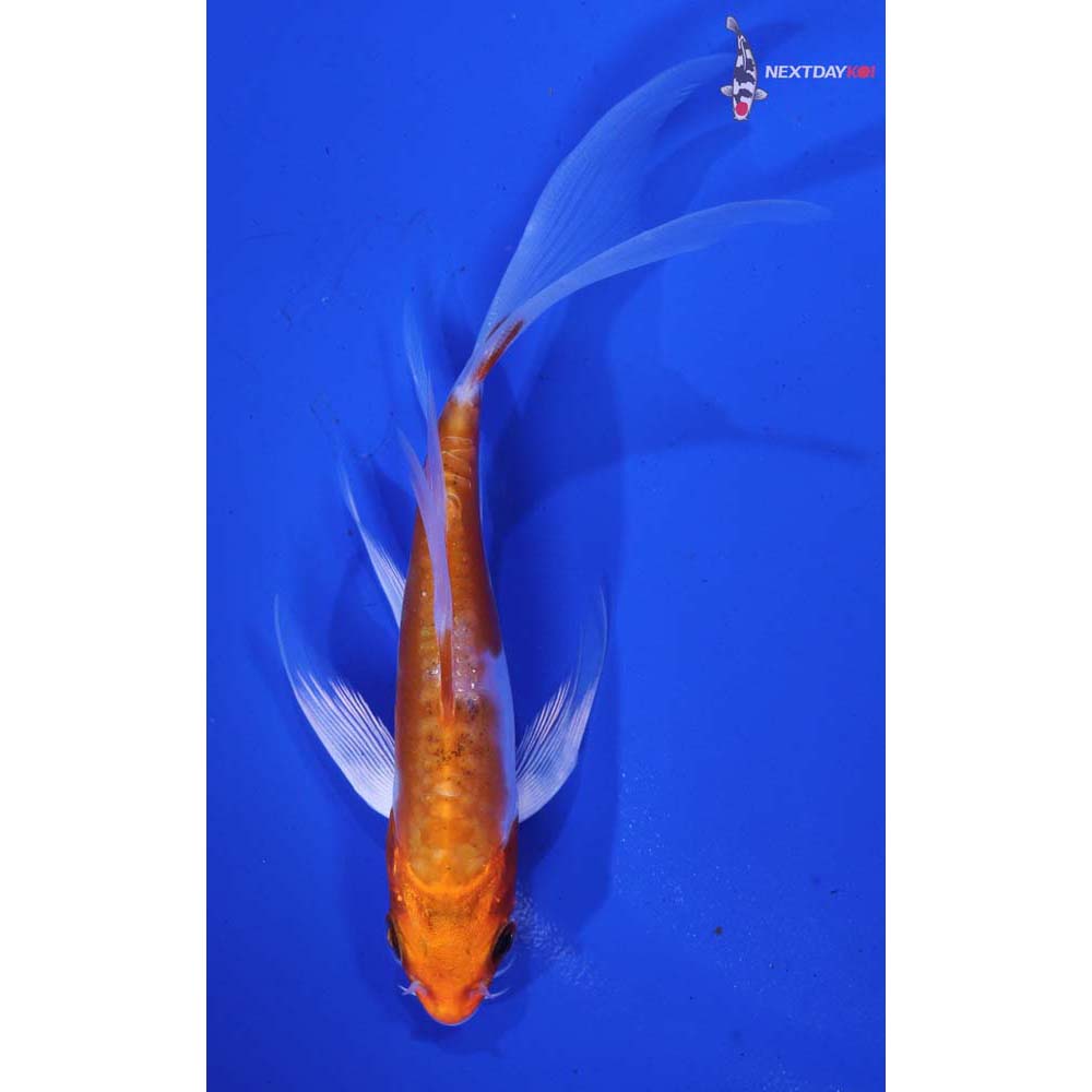5” Imported Kikusui Butterfly Koi