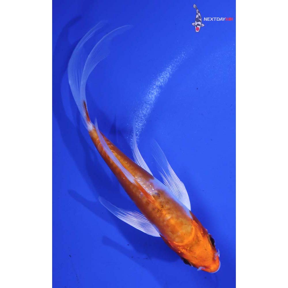 5” Imported Kikusui Butterfly Koi