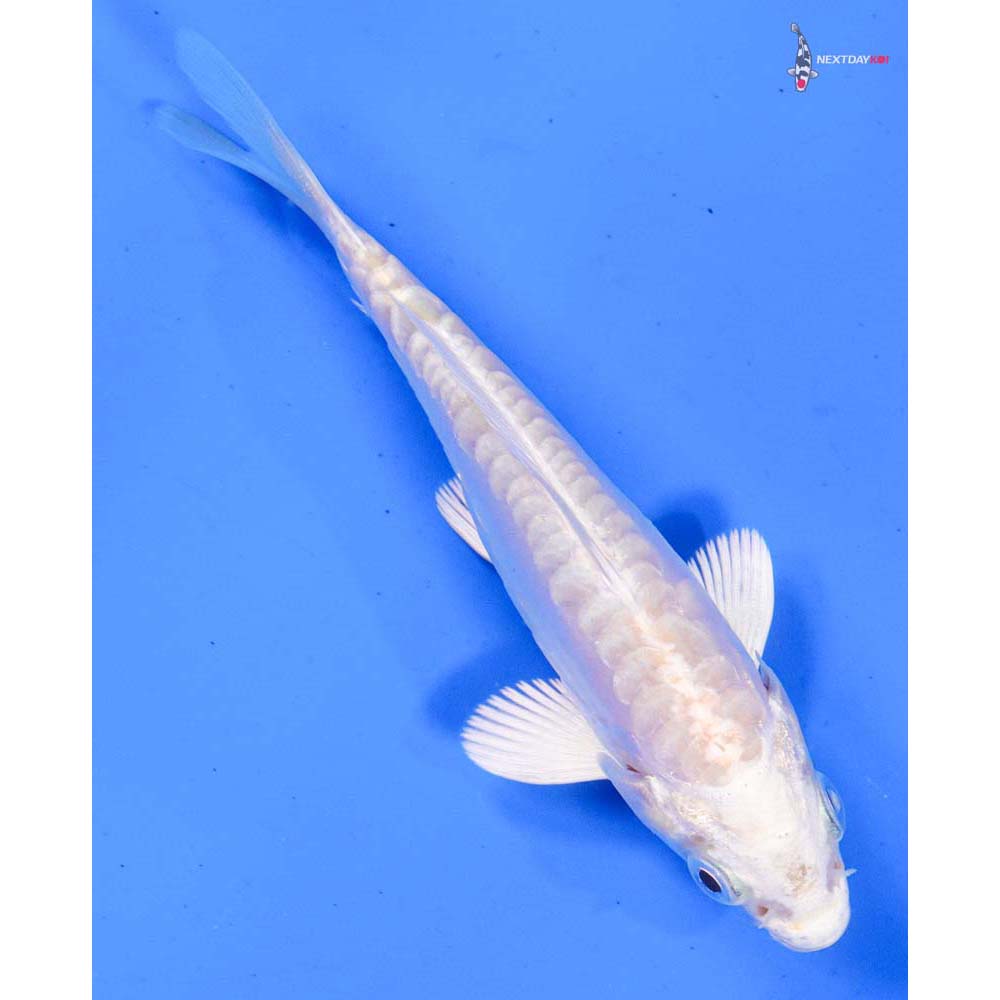 4” Imported Doitsu Platinum Ogon