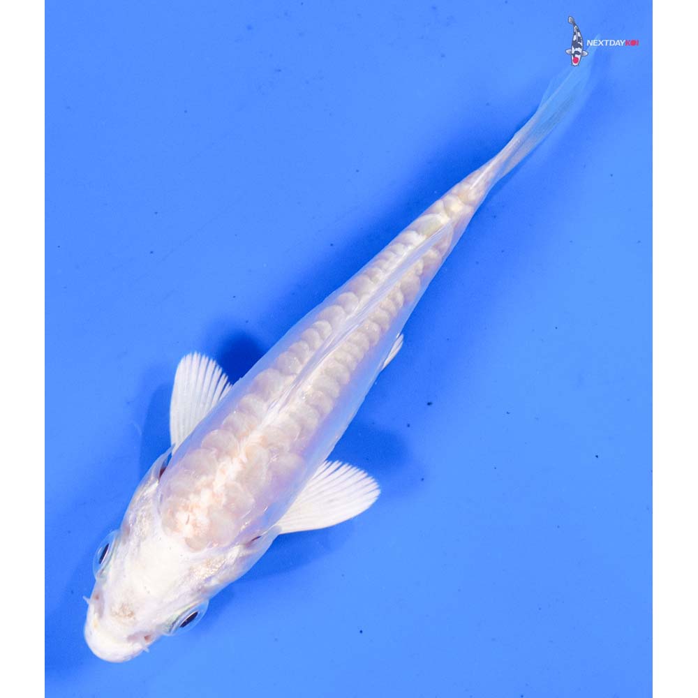 4” Imported Doitsu Platinum Ogon