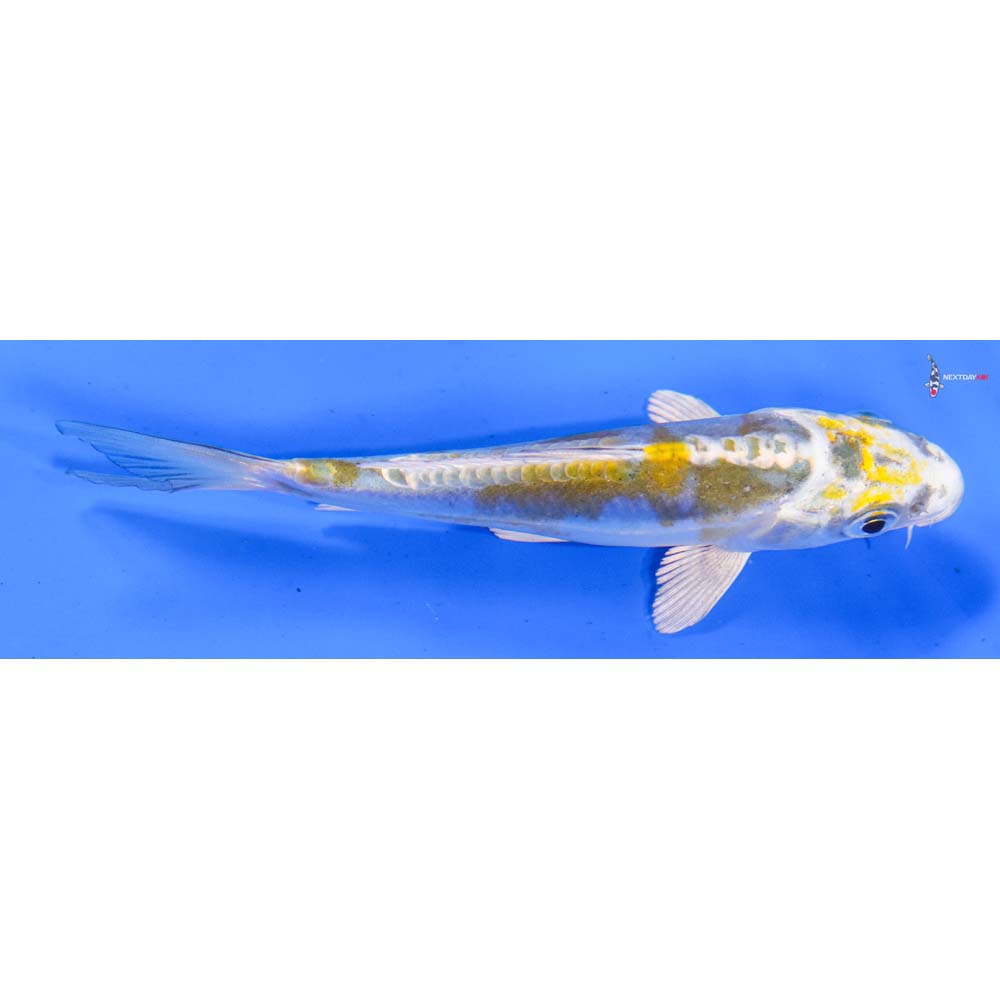 4” Imported Kin Kikokuryu