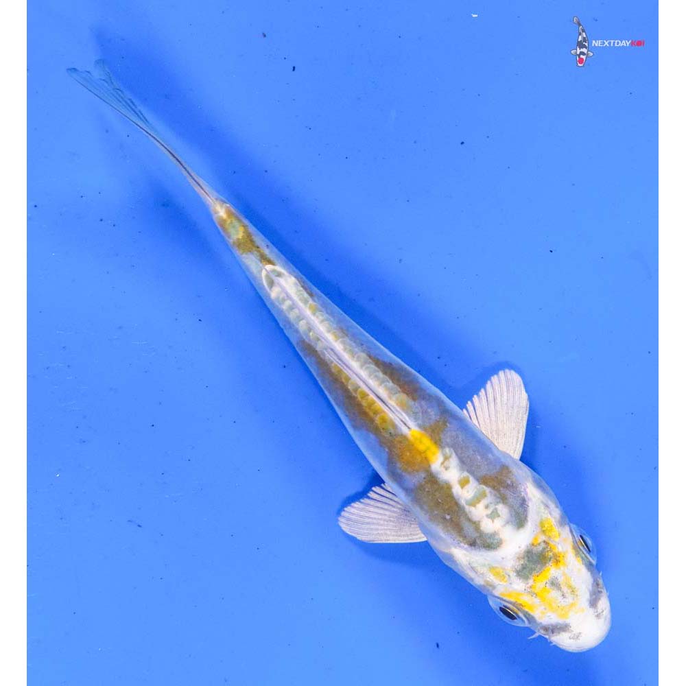 4” Imported Kin Kikokuryu