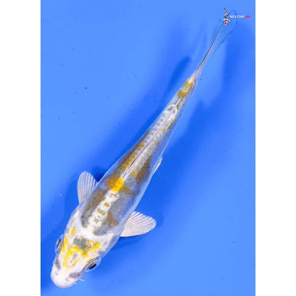 4” Imported Kin Kikokuryu