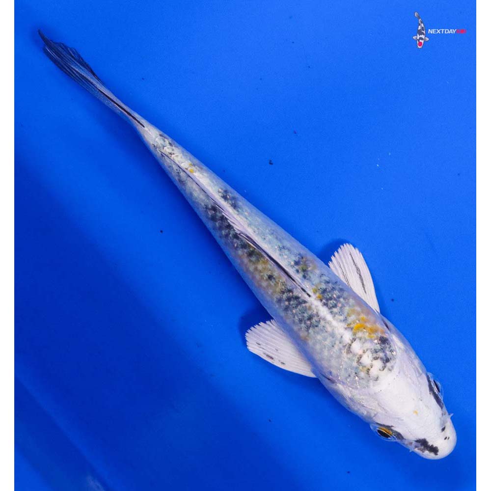 5” Imported Yamato Nishiki