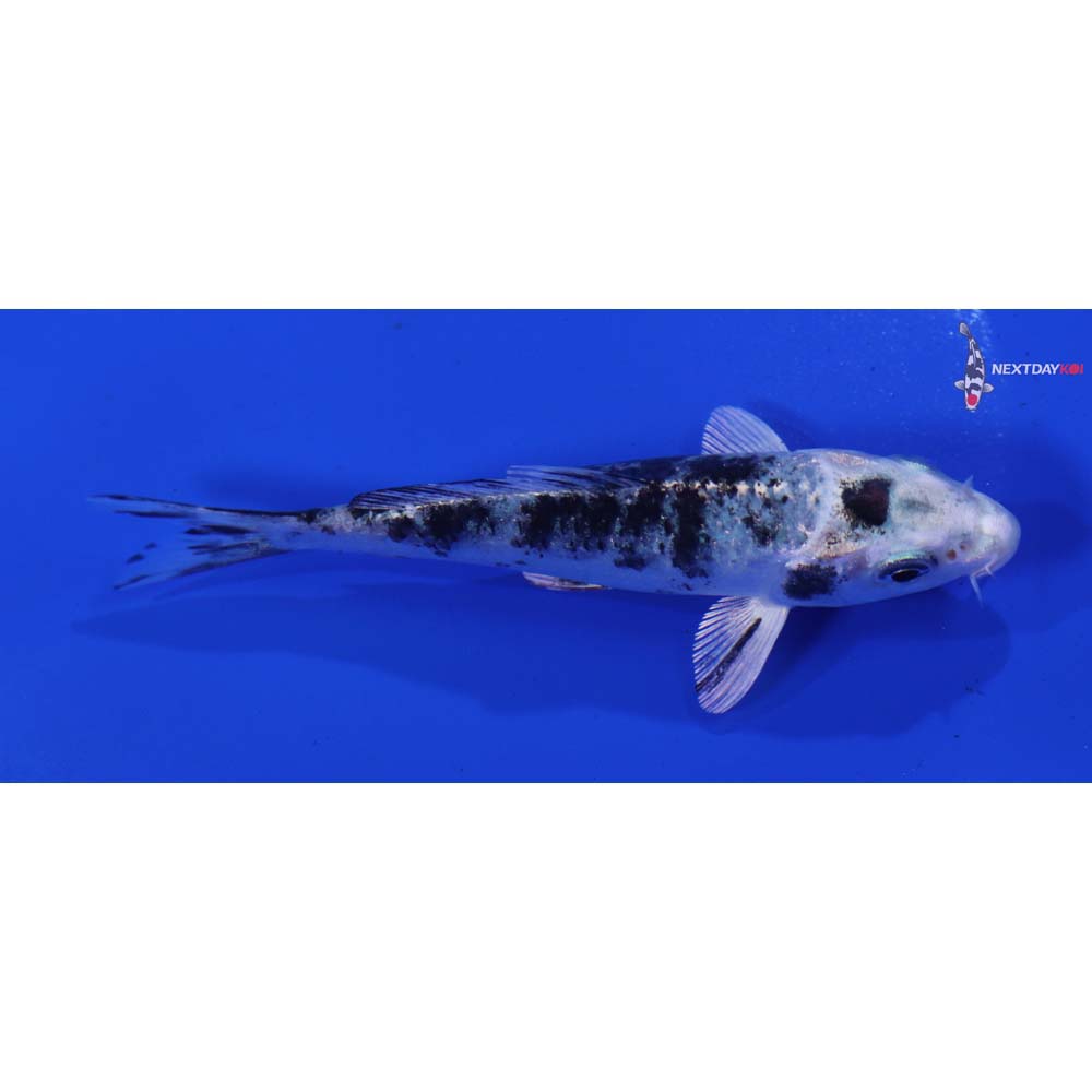 4” Imported Gin Shiro Bekko