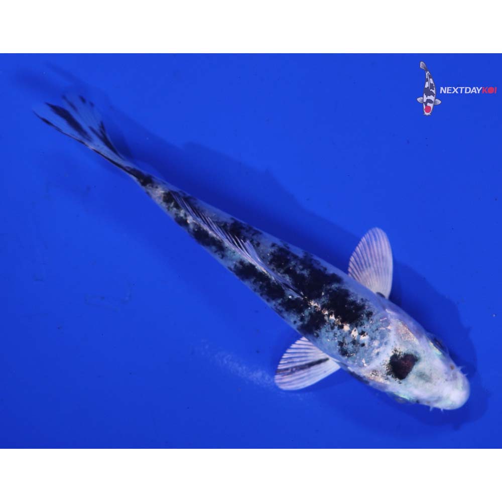 4” Imported Gin Shiro Bekko