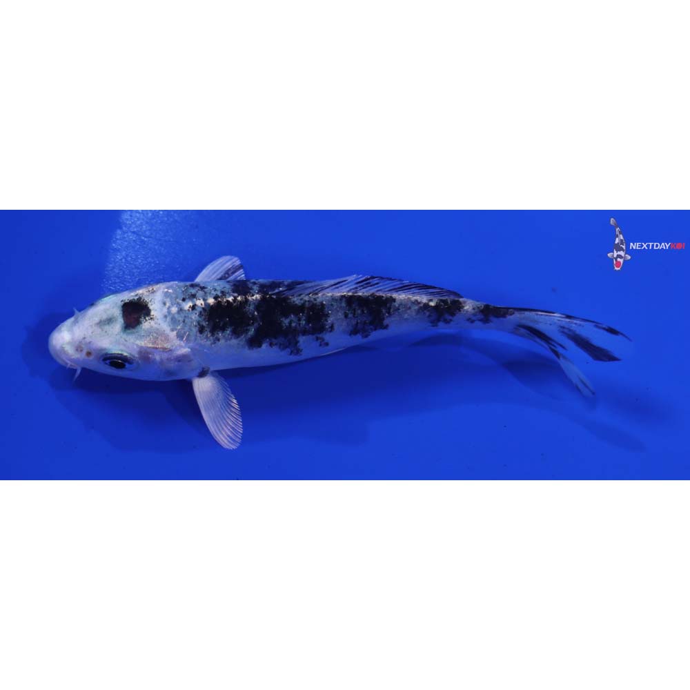 4” Imported Gin Shiro Bekko