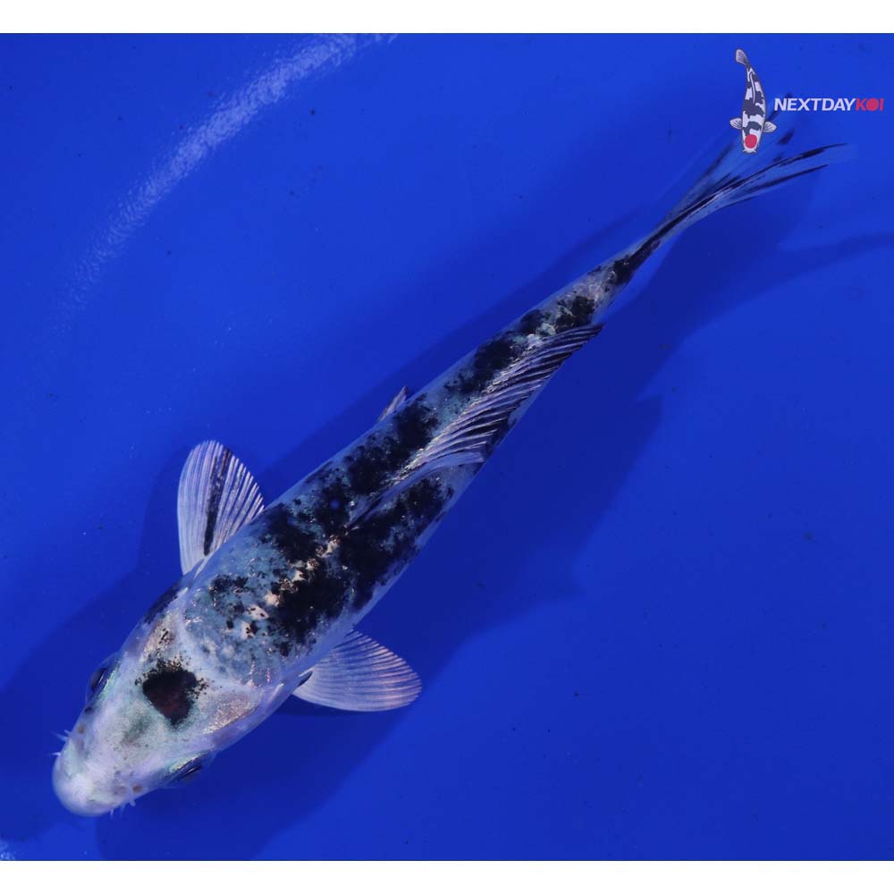 4” Imported Gin Shiro Bekko