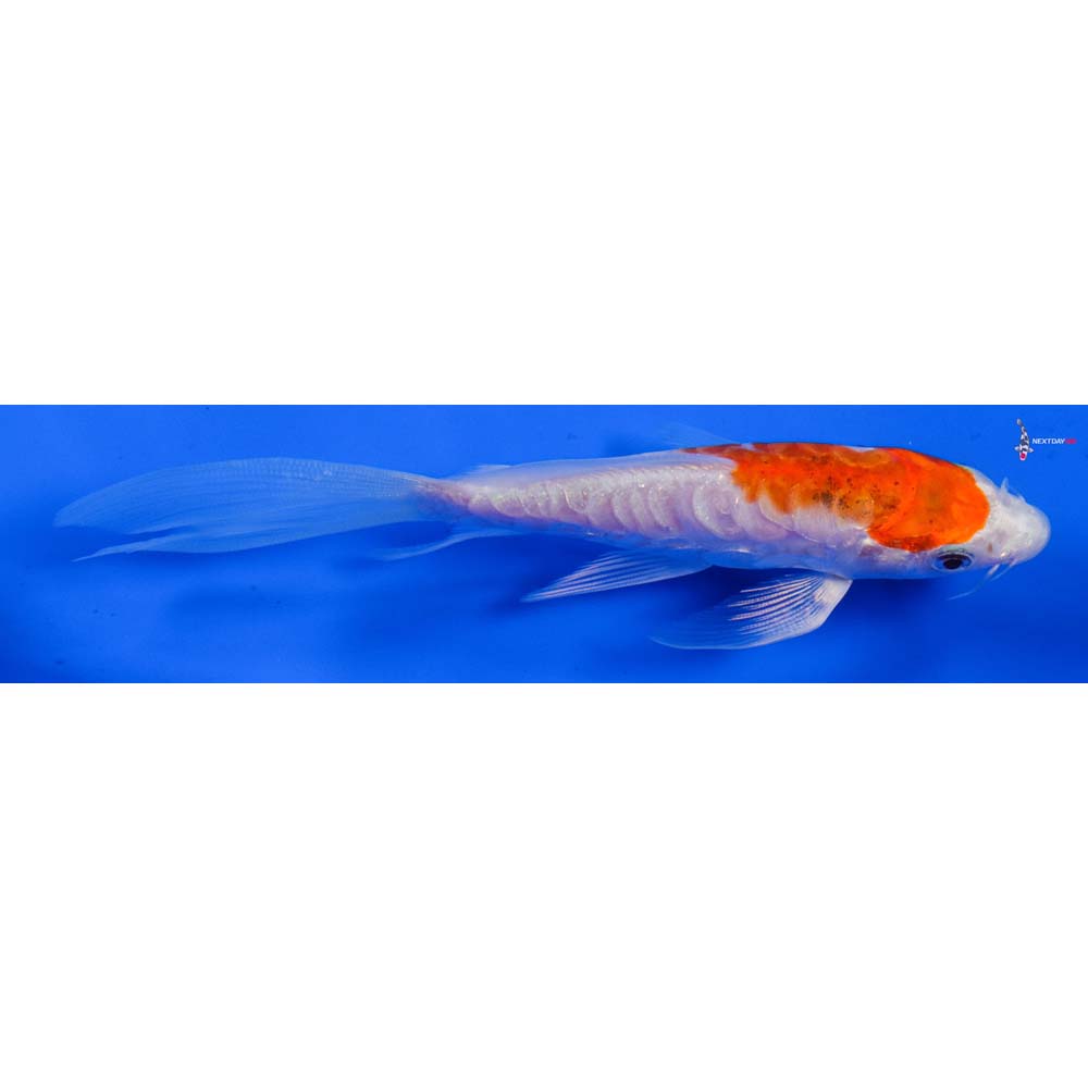 6” Imported Kikusui Butterfly Koi