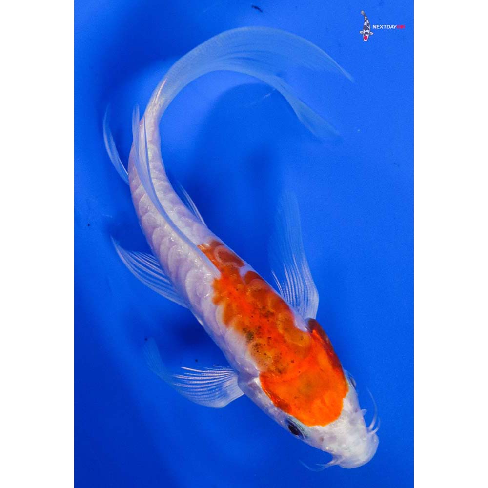 6” Imported Kikusui Butterfly Koi