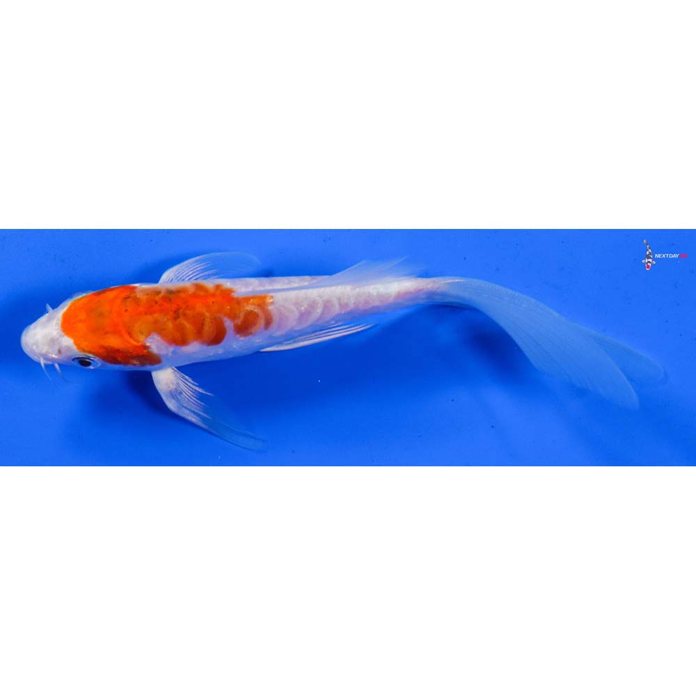 6” Imported Kikusui Butterfly Koi