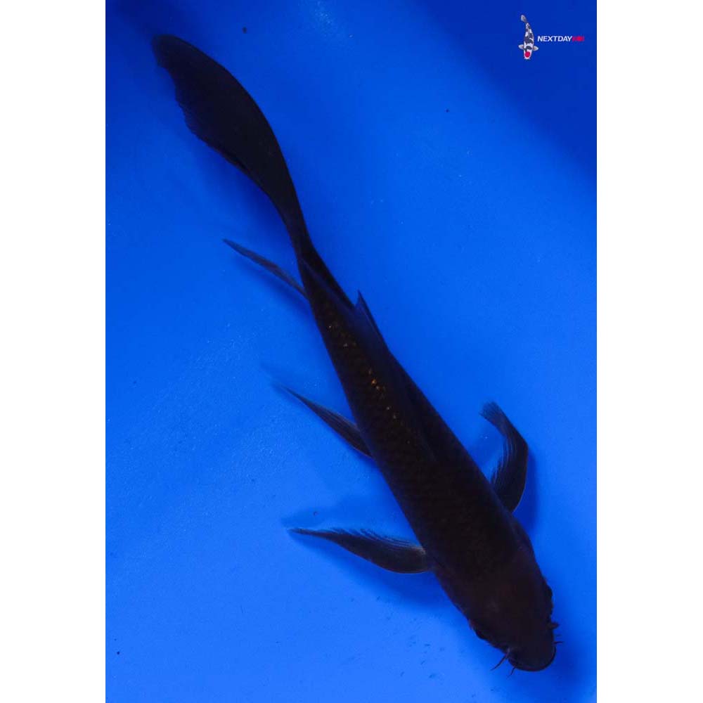 5.5” Imported Chagoi Butterfly Koi