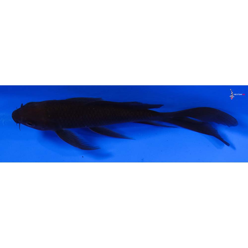 5.5” Imported Chagoi Butterfly Koi