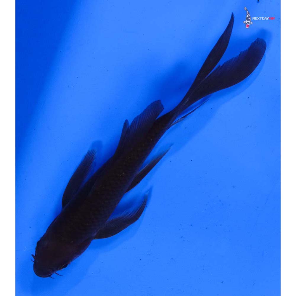 5.5” Imported Chagoi Butterfly Koi