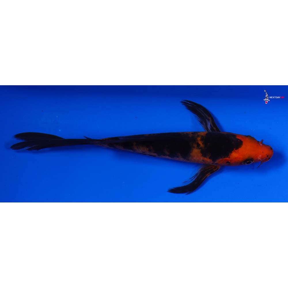 6” Imported Aka Bekko Butterfly Koi