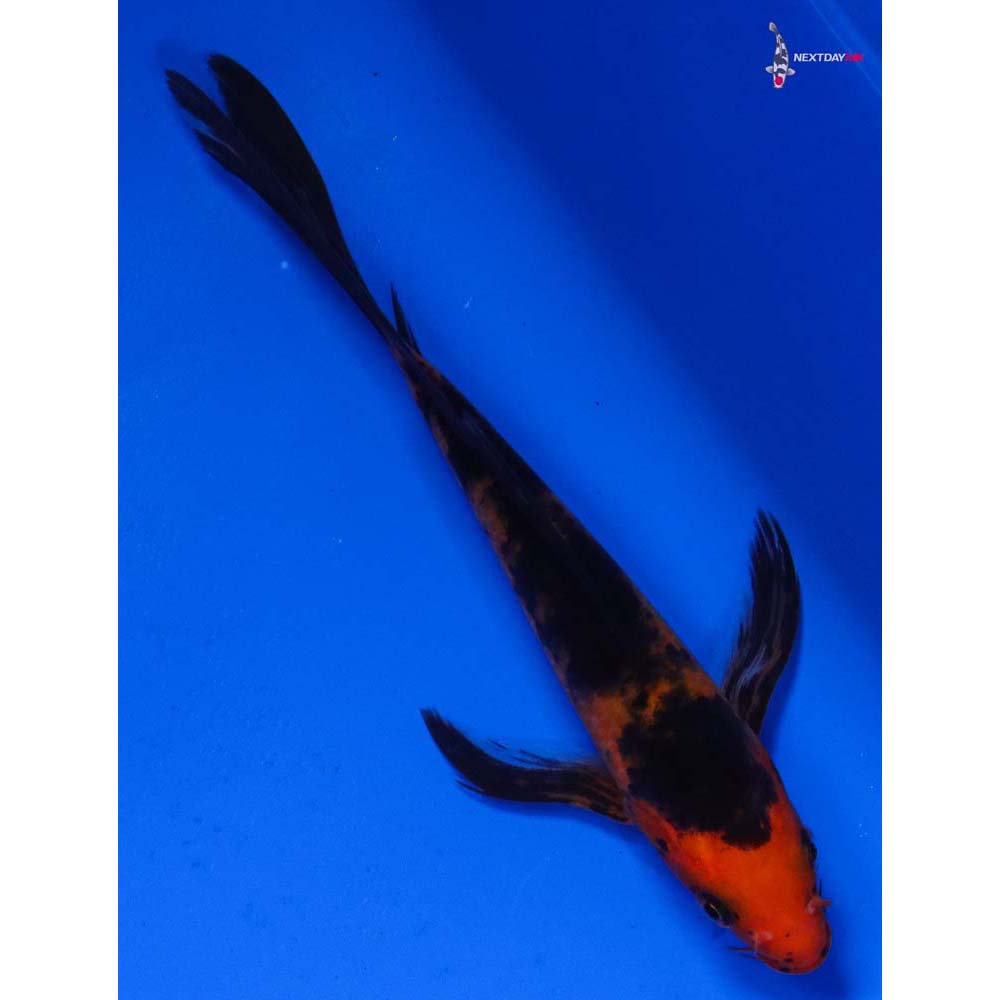 6” Imported Aka Bekko Butterfly Koi