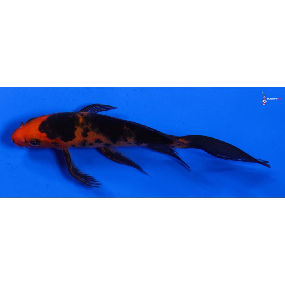 6” Imported Aka Bekko Butterfly Koi