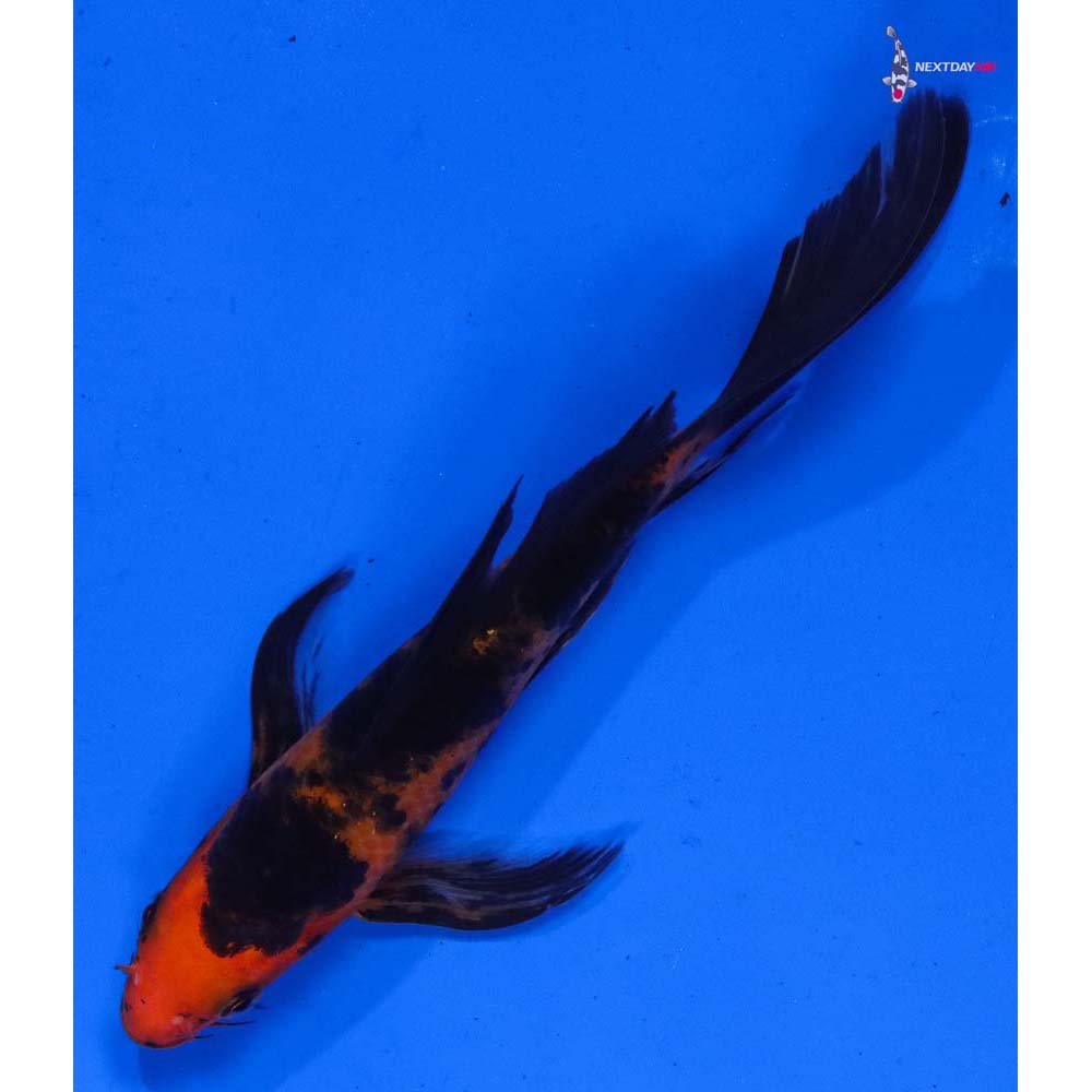 6” Imported Aka Bekko Butterfly Koi