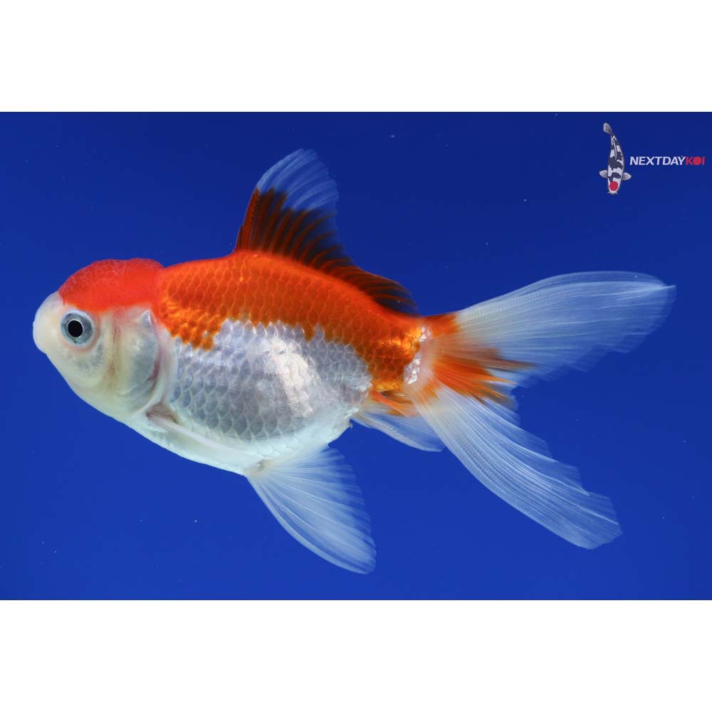 4” Imported Red and White Oranda
