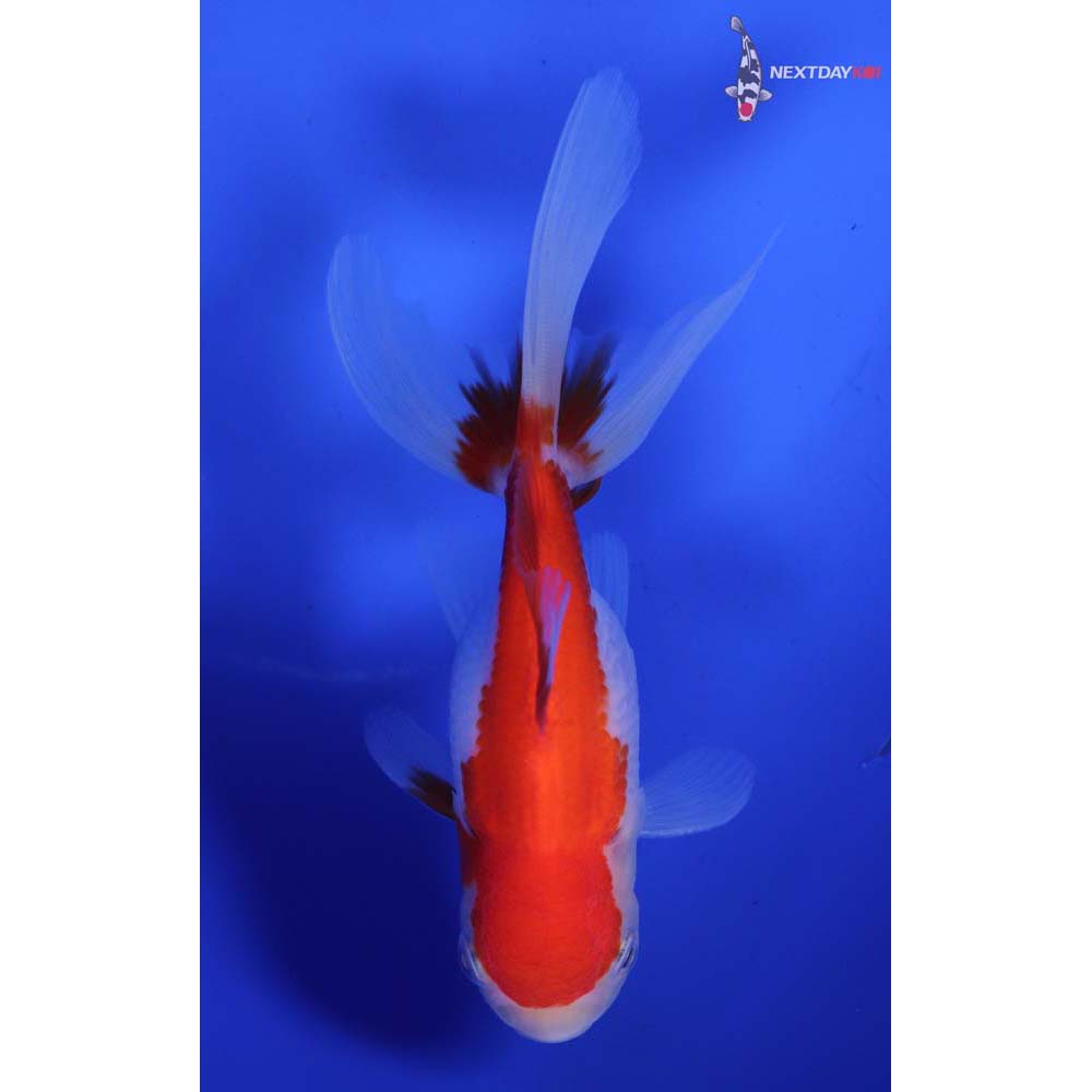 4” Imported Red and White Oranda