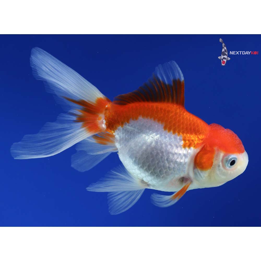 4” Imported Red and White Oranda