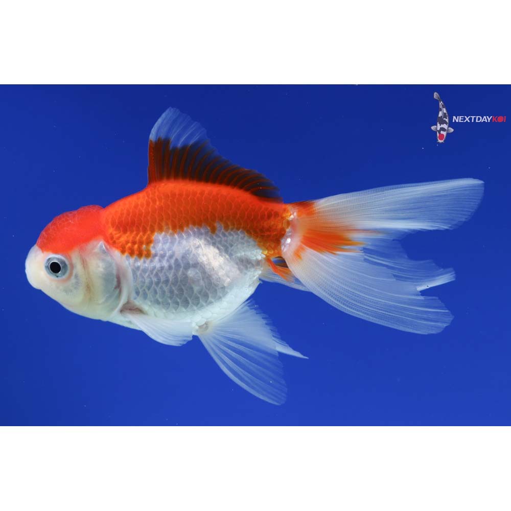 4” Imported Red and White Oranda