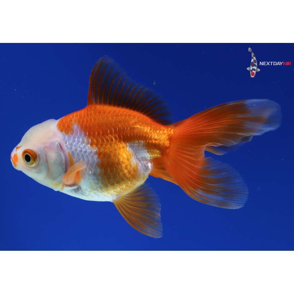 4” Imported Red and White Oranda