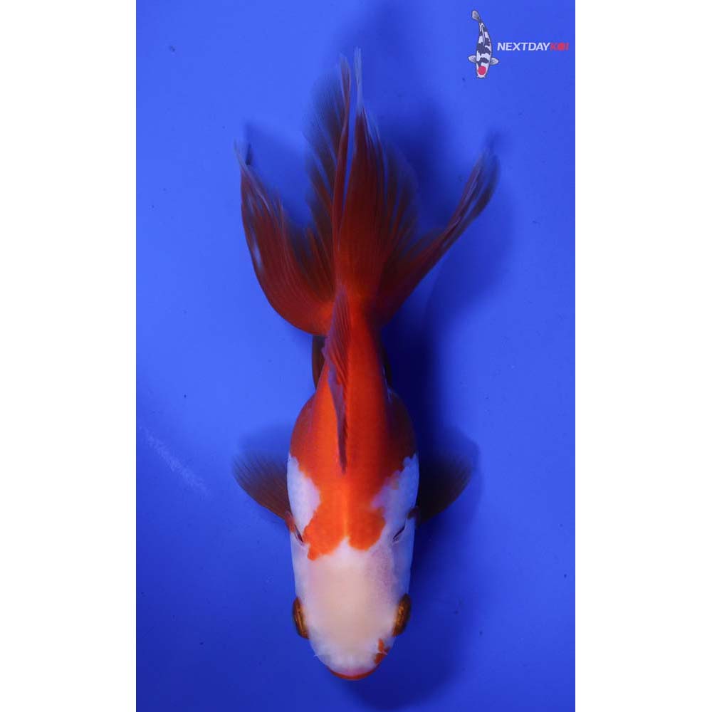 4” Imported Red and White Oranda