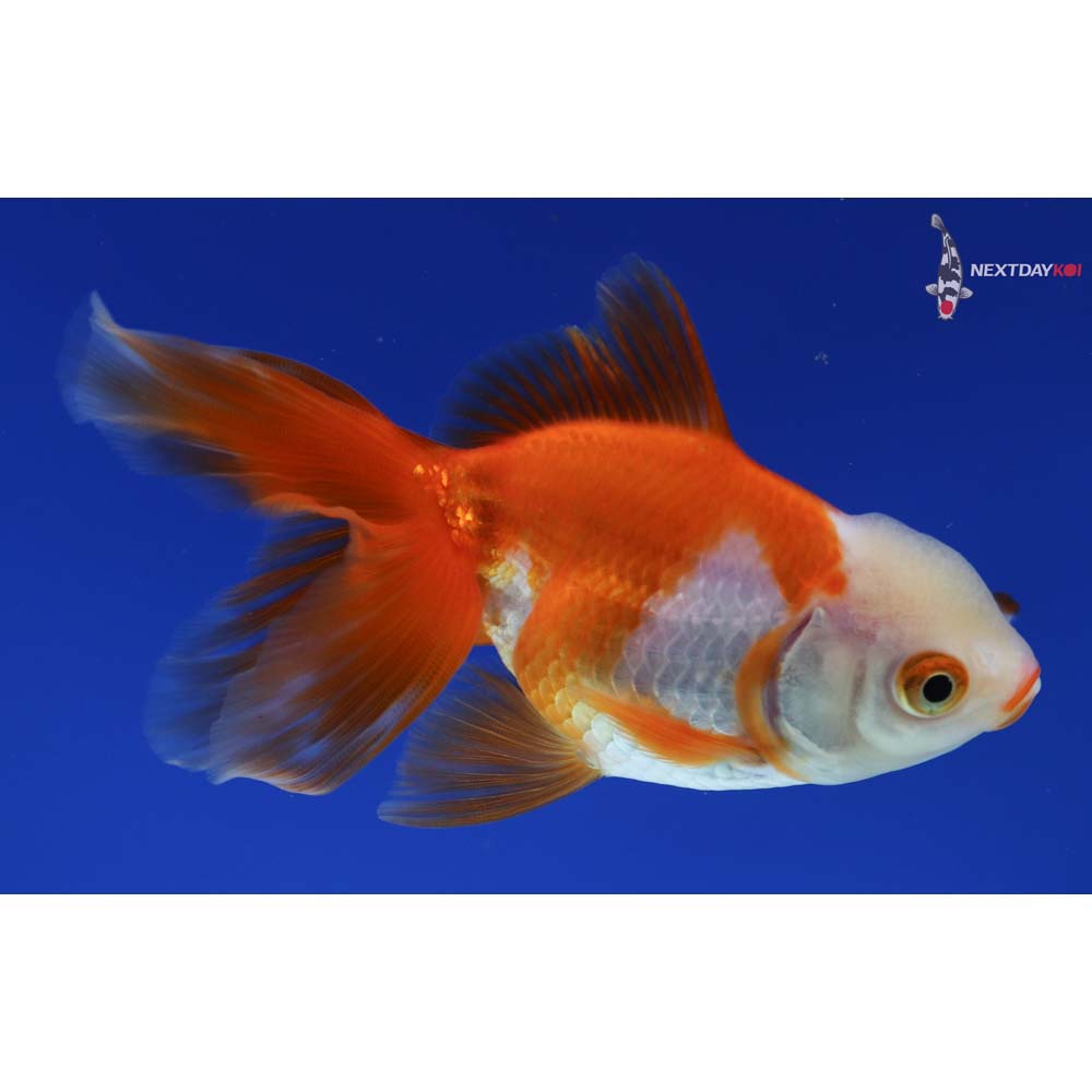 4” Imported Red and White Oranda