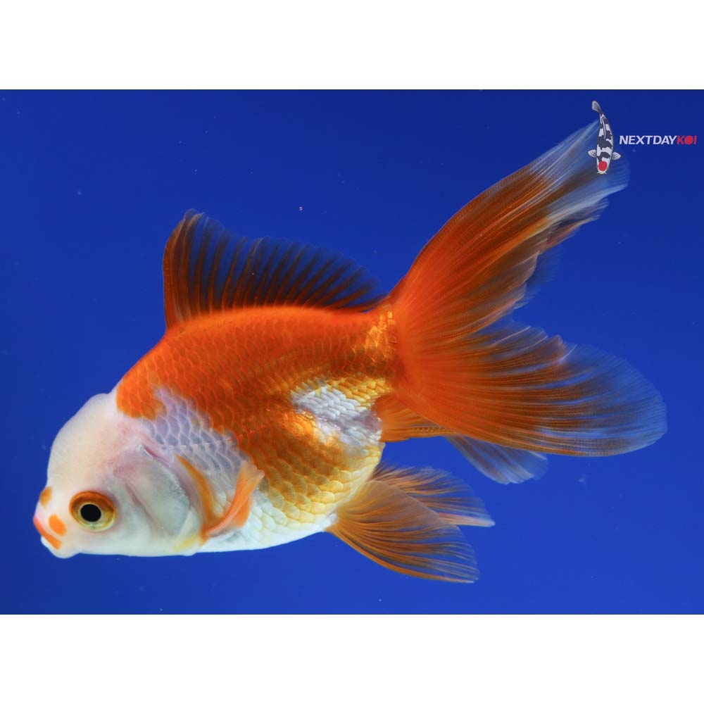 4” Imported Red and White Oranda
