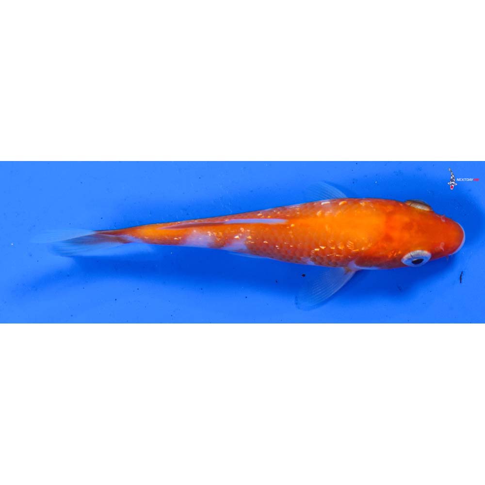 3.5” Imported Gin Rin Kohaku