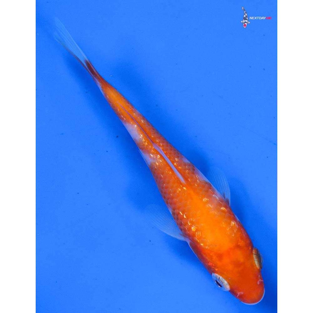 3.5” Imported Gin Rin Kohaku