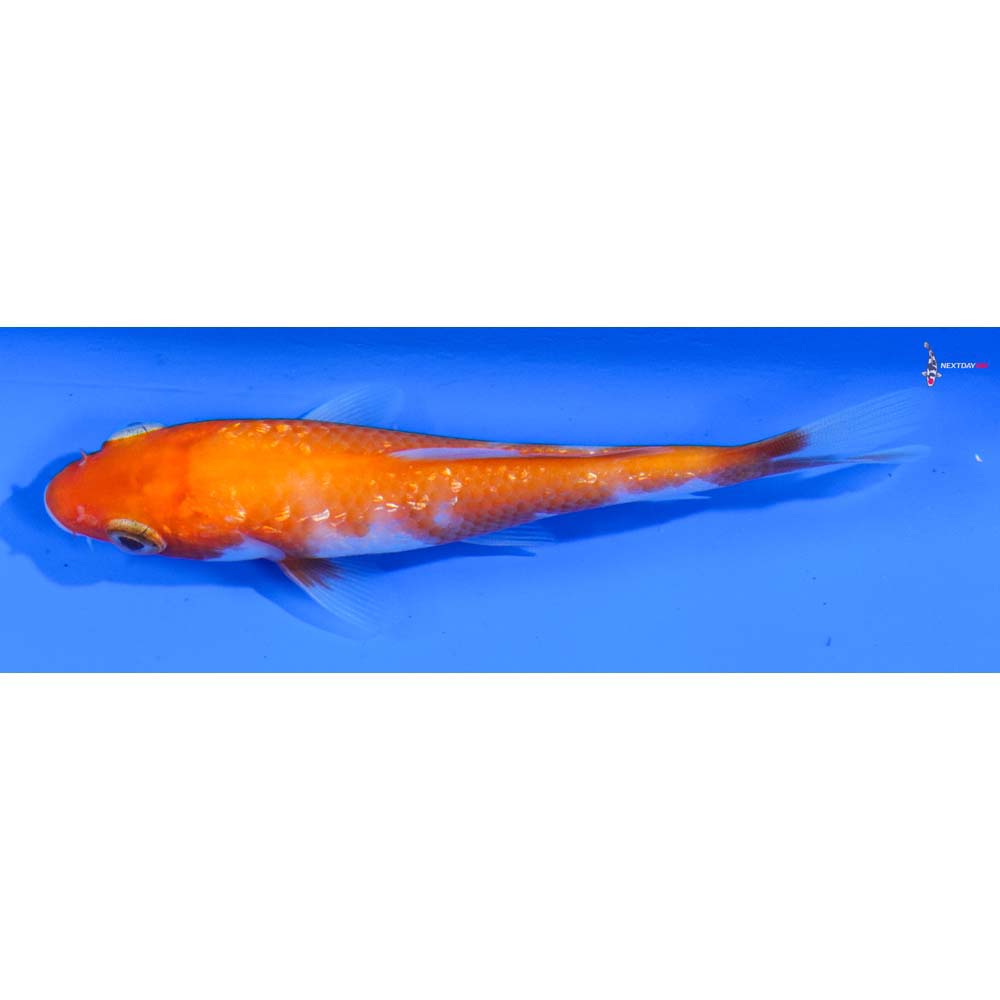 3.5” Imported Gin Rin Kohaku