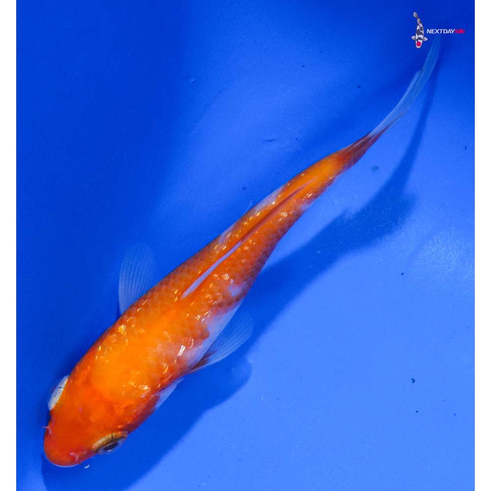3.5” Imported Gin Rin Kohaku