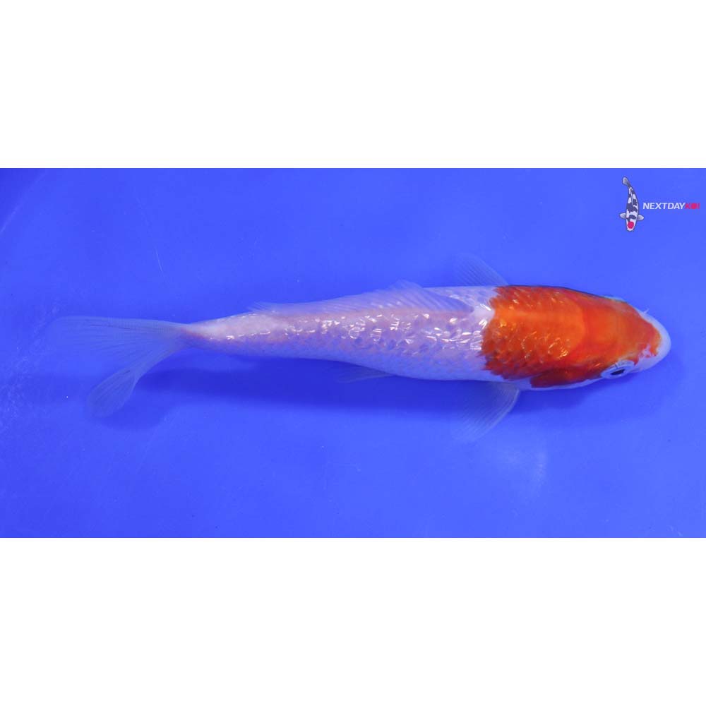6” Imported Gin Rin Kohaku