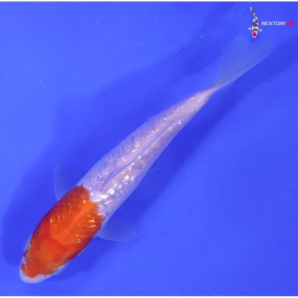 6” Imported Gin Rin Kohaku