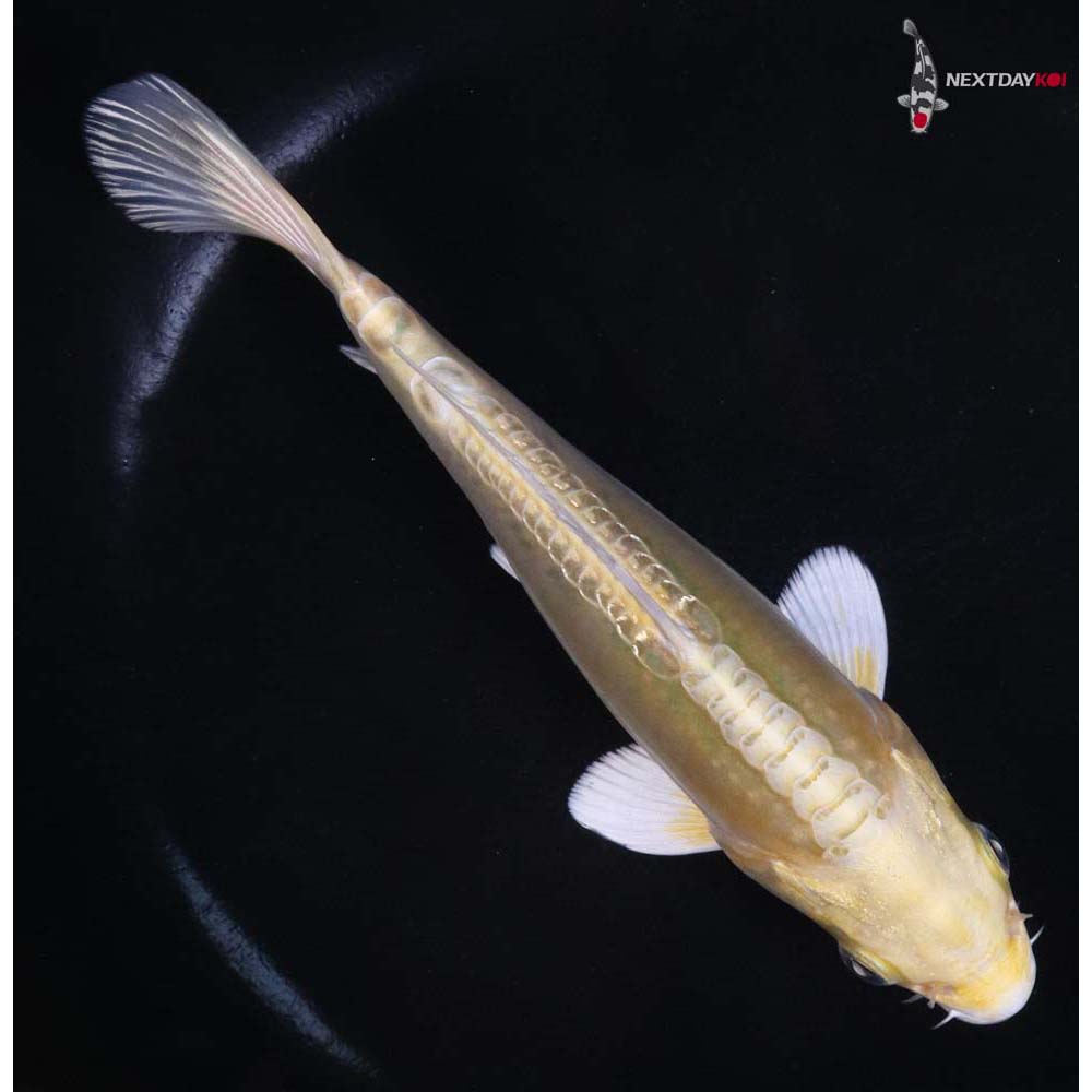 6.5” Imported Doitsu Yamabuki Ogon