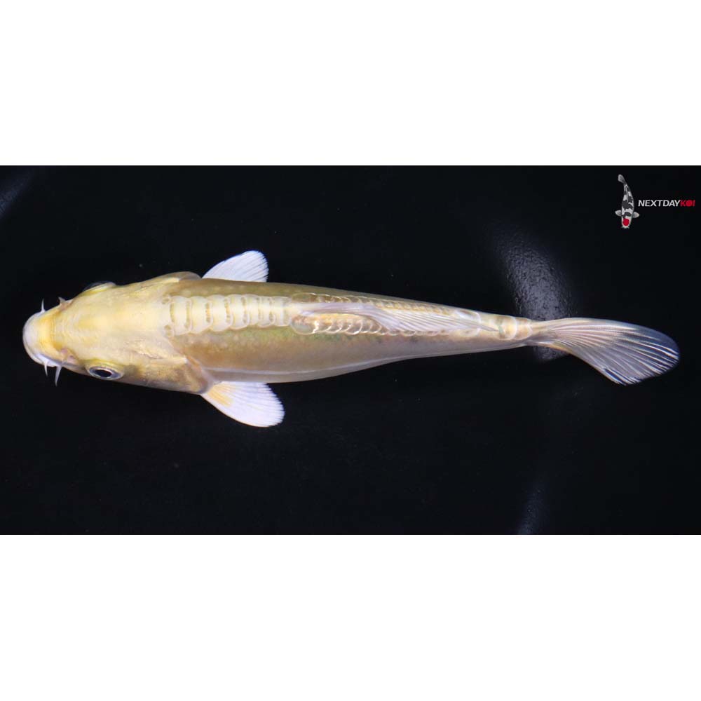 6.5” Imported Doitsu Yamabuki Ogon