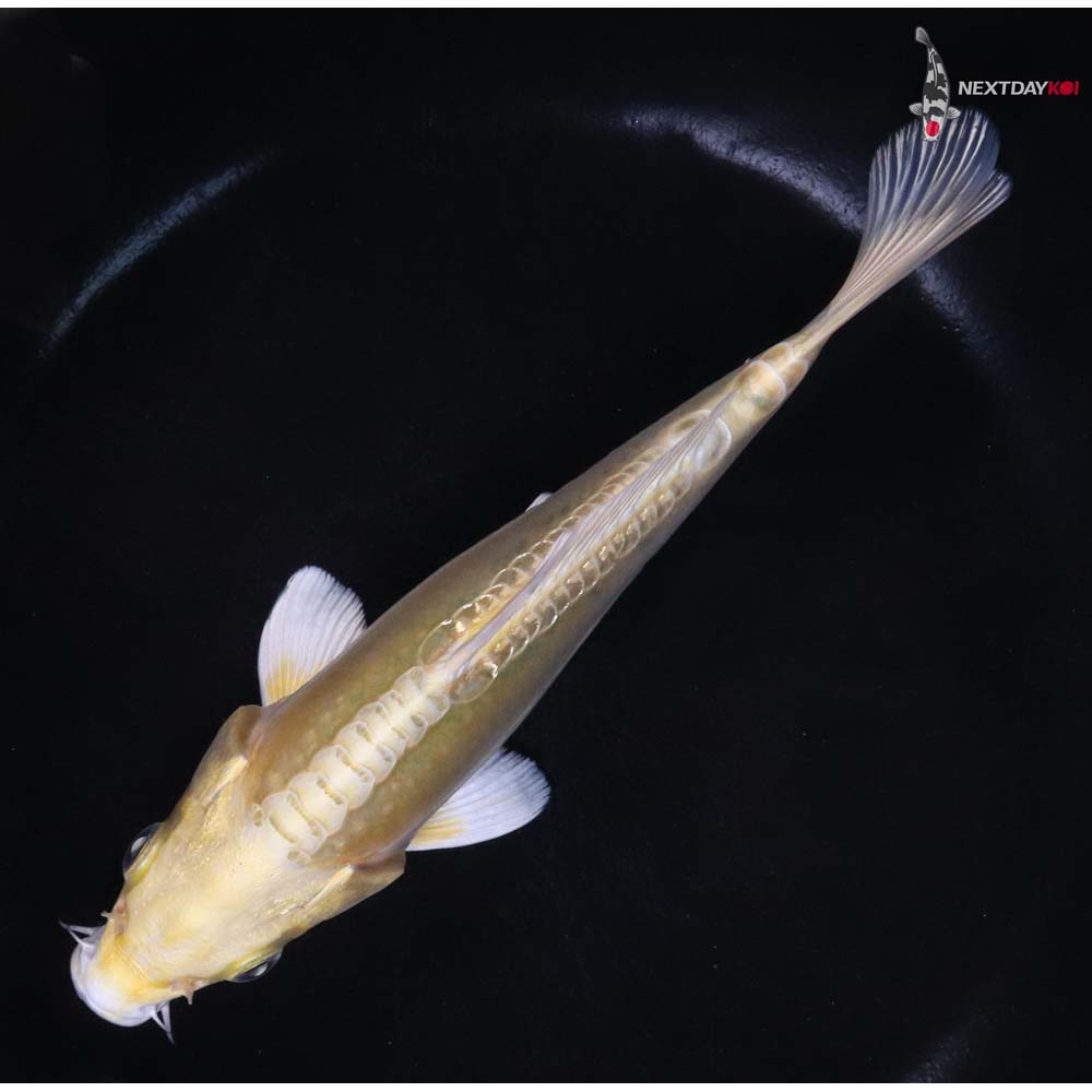 6.5” Imported Doitsu Yamabuki Ogon