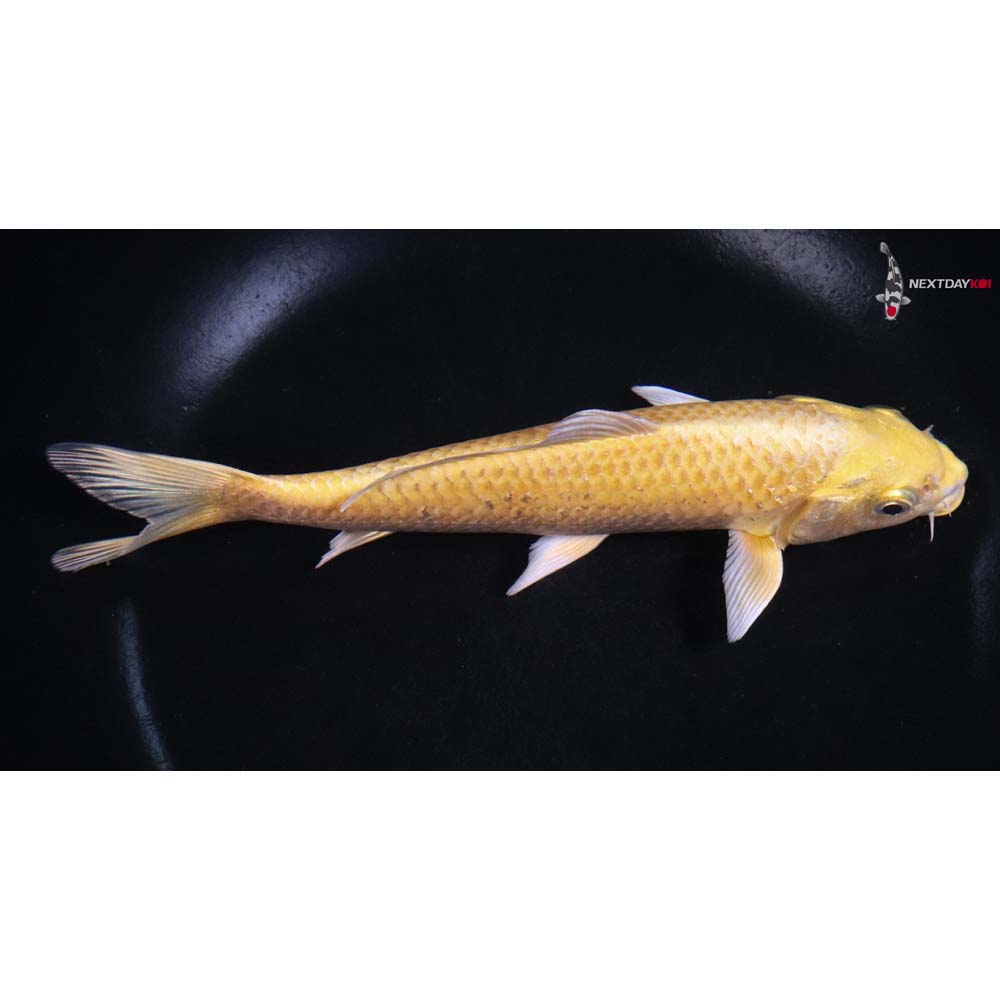 7” Imported Yamabuki Ogon