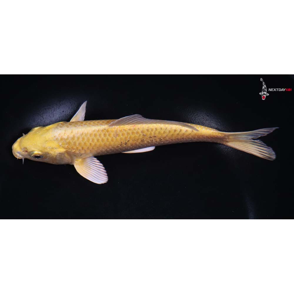 7” Imported Yamabuki Ogon
