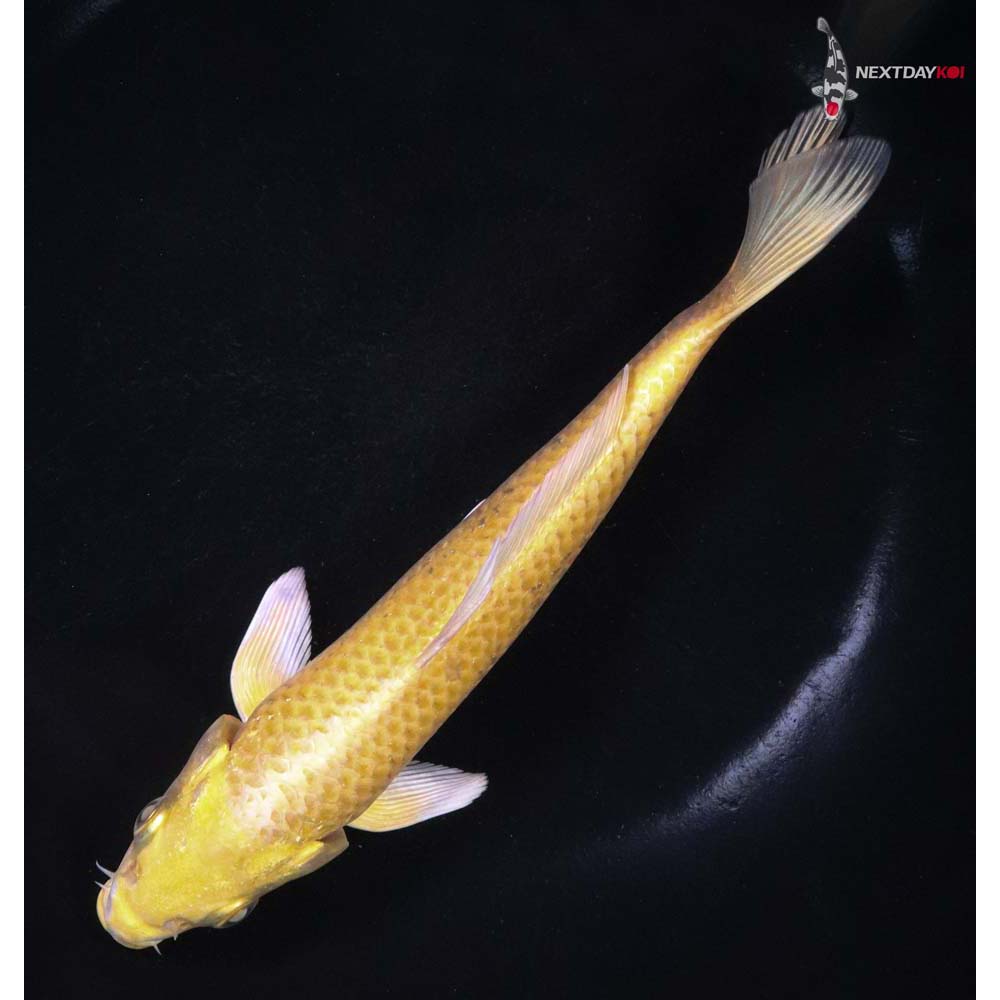 7” Imported Yamabuki Ogon