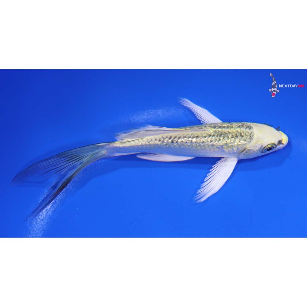 5” Imported Gin Rin Ki Matsuba Butterfly Koi