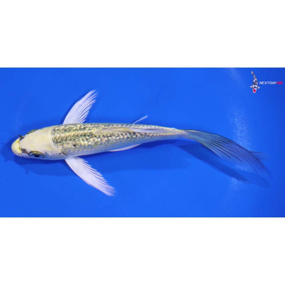 5” Imported Gin Rin Ki Matsuba Butterfly Koi