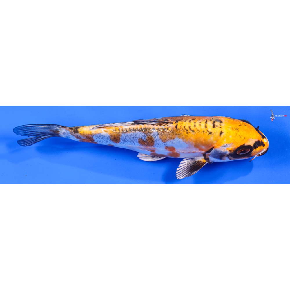 6” Imported Doitsu Kujaku