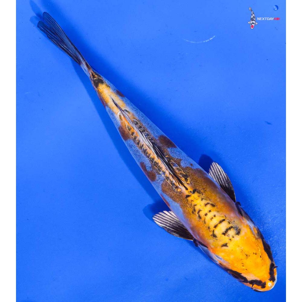 6” Imported Doitsu Kujaku