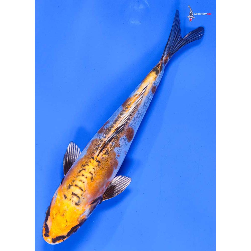 6” Imported Doitsu Kujaku