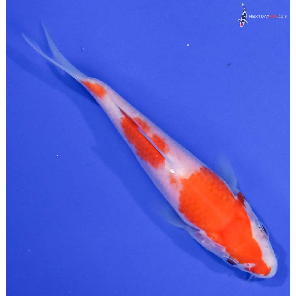 4.5” Imported Kohaku