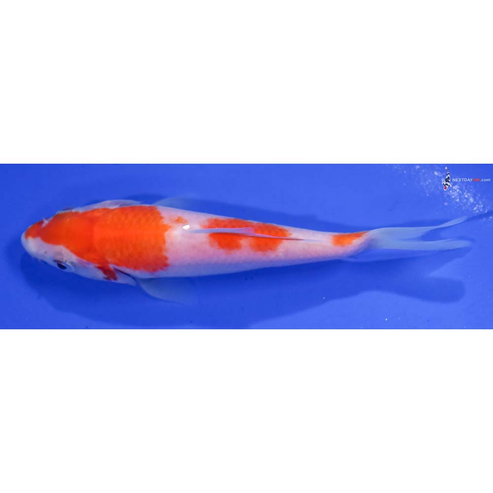 4.5” Imported Kohaku