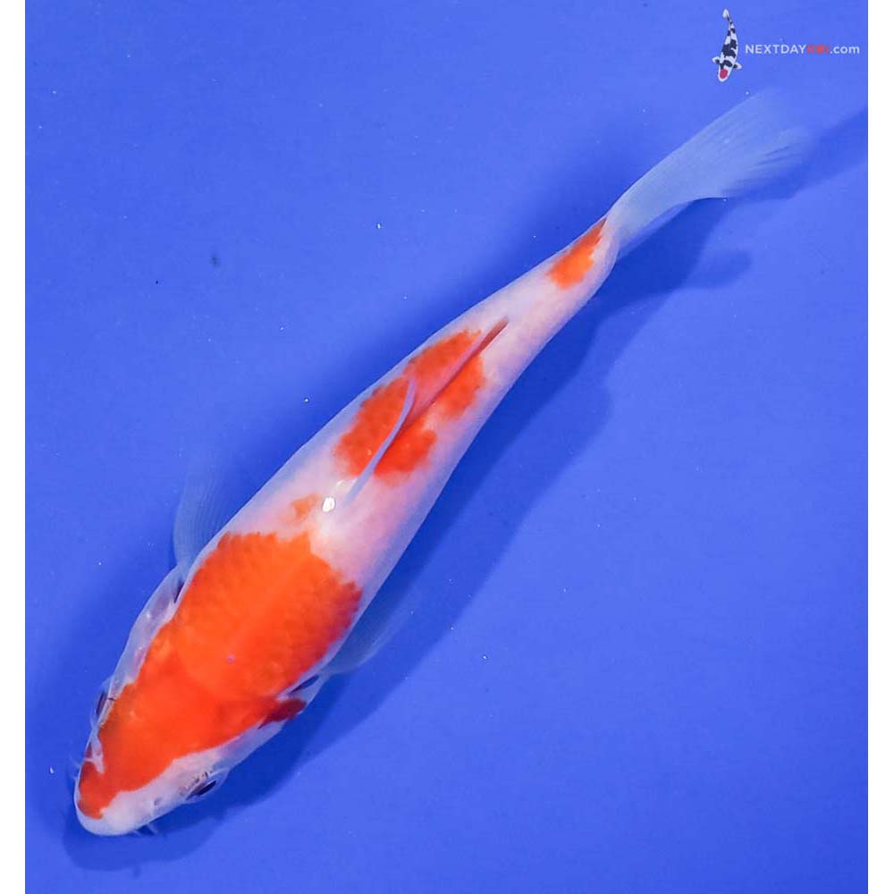 4.5” Imported Kohaku